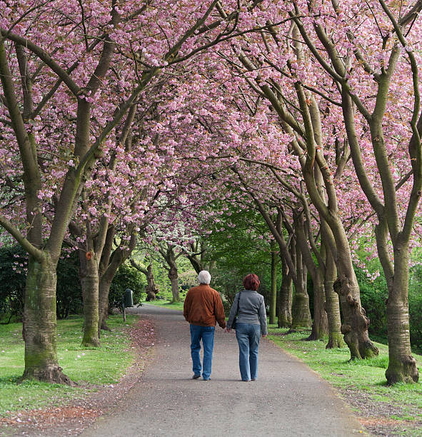 istock Rear view on senior couple walking under blooming cherry trees 165773757