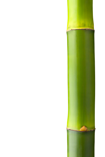 Close up of a bamboo stalk with clipping path