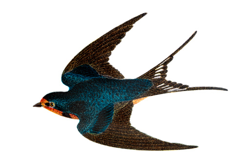 Barn Swallow - Hand Tinted - Colored Engraving