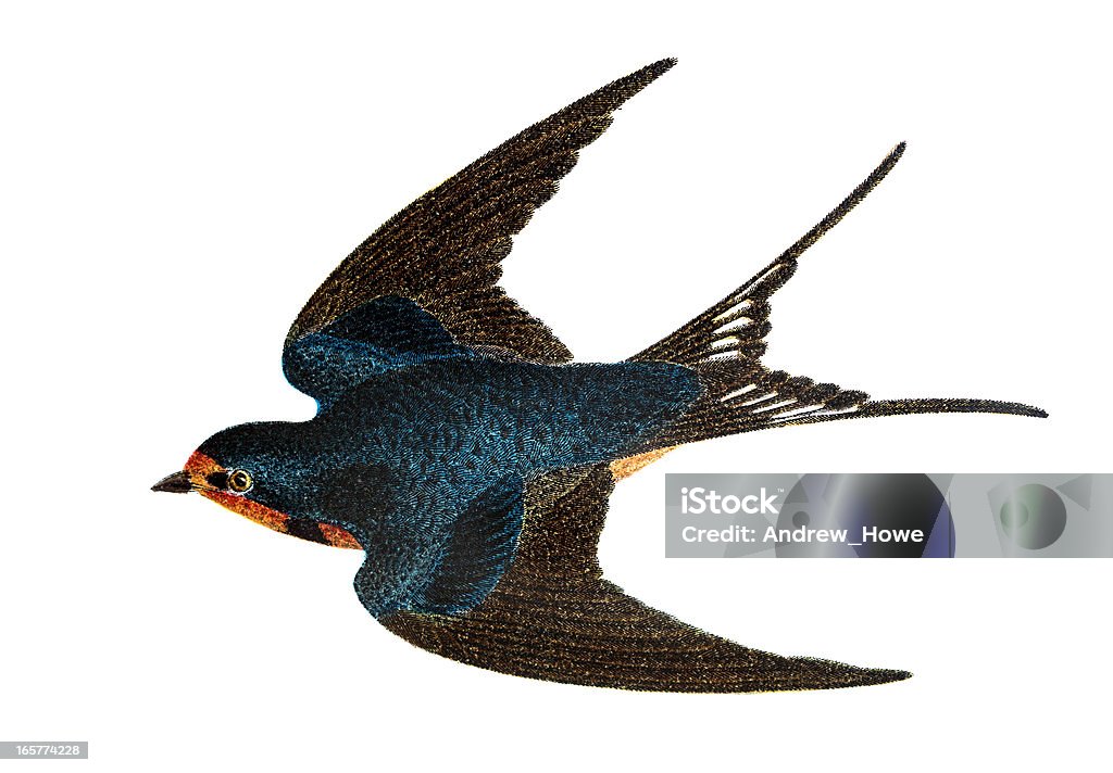 Barn Swallow - Hand Coloured Engraving Barn Swallow - Hand Tinted - Colored Engraving Bird stock illustration