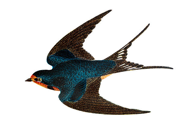 Barn Swallow - Hand Coloured Engraving Barn Swallow - Hand Tinted - Colored Engraving swallow bird illustrations stock illustrations