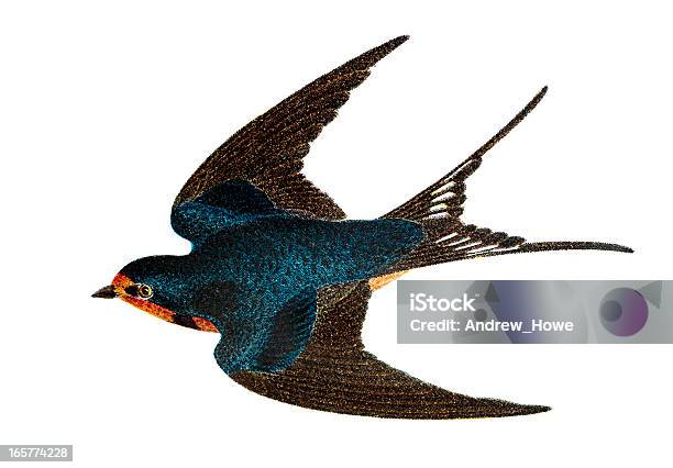 Barn Swallow Hand Coloured Engraving Stock Illustration - Download Image Now - Bird, Illustration, Old-fashioned
