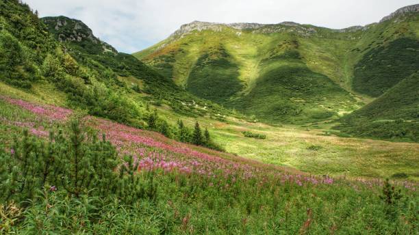 istock Meadow in Belianske Tatras. Blooming willowherb. 1657749343