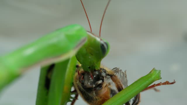 Macro shot praying mantis eating a cricket eats an insect close up shot