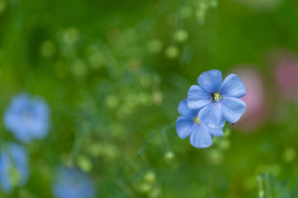 istock Herbaceous plant with blue flowers 1657793370