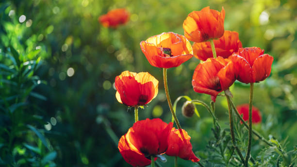 istock Blooming red poppy in the garden 1657793375