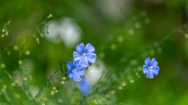 istock Herbaceous plant with blue flowers 1657793377