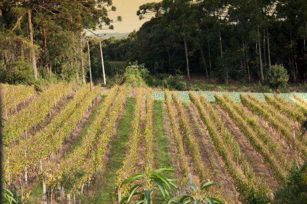 istock A beautiful vineyard growing in the summer 1657793896