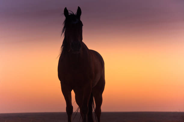 istock Silhouette of a Texas Horse at Sunset 165780074