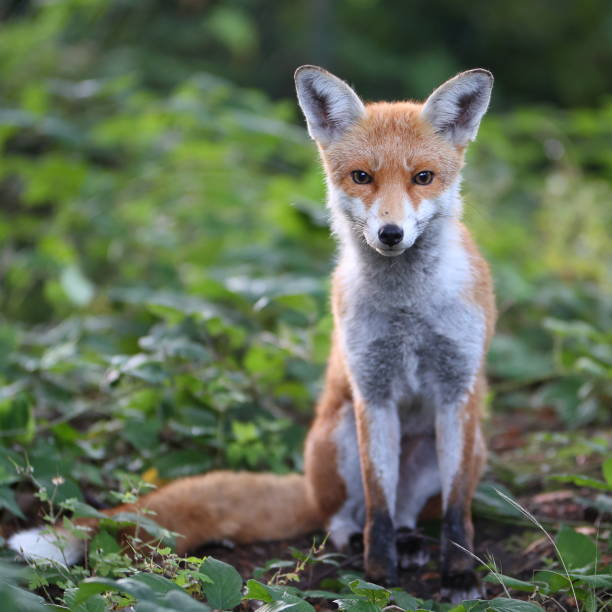 istock Young fox in the woods 1657820312