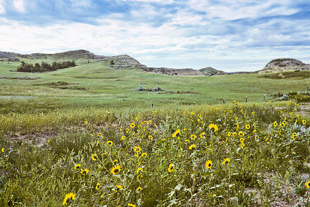 Badland Meadow and Wildflowers Theodore Roosevelt National Park lies where the Great Plains meet the rugged Badlands near Medora, North Dakota, USA. The park's 3 units, linked by the Little Missouri River is a habitat for bison, elk and prairie dogs. The park's namesake, President Teddy Roosevelt once lived in the Maltese Cross Cabin which is now part of the park. This picture of a prairie grassland was taken from the Scenic Loop Drive. jeff goulden theodore roosevelt national park stock pictures, royalty-free photos & images