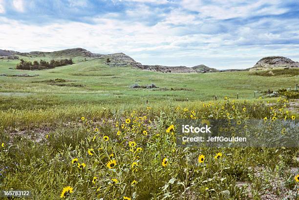 Badland Łąka I Łonie Natury - zdjęcia stockowe i więcej obrazów Ameryka Północna - Ameryka Północna, Aster, Badlands