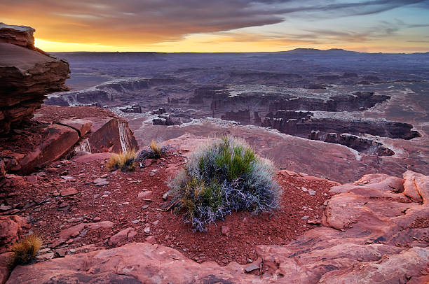 istock Canyonlands sunrise landscape with lone bush 165783250