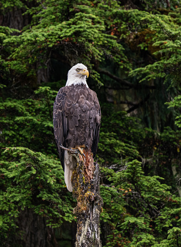 The bald eagle (Haliaeetus leucocephalus) is a bird of prey found in North America. A sea eagle. .Prince William Sound; Alaska; Chugach National Forest; Nellie Juan-College Fiord Wilderness Study Area. Accipitriformes, Accipitridae. Haliaeetus leucocephalus washingtoniensis.