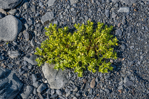 Honckenya peploides, the sea sandwort  or seaside sandplant  of the plant family Caryophyllaceae. Other common names include sea chickweed, sea pimpernal, sea-beach sandwort, beach greens  and sea purslane. Prince William Sound; Alaska; Chugach National Forest; Chugach Mountains; Nellie Juan-College Fiord Wilderness Study Area;