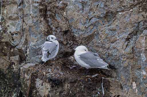 The black-legged kittiwake (Rissa tridactyla) is a seabird species in the gull family Laridae. A nesting colony near a waterfall outside of Whittier. Prince William Sound; Alaska; Chugach National Forest; Nellie Juan-College Fiord Wilderness Study Area. Charadriiformes. Nest. Young bird.