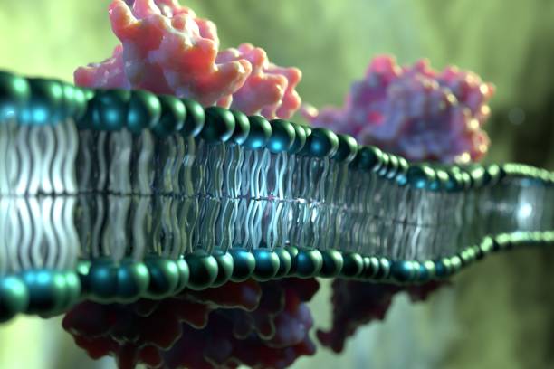 obraz białek błonowych przenikających przez dwuwarstwę fosfolipidową. - cytoplazma zdjęcia i obrazy z banku zdjęć