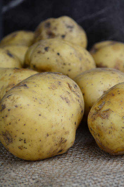 istock a large potato lies on the table 1657853446