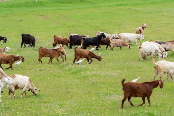 istock Cattle Egret and Goat feeding together in the pasture. 1657856089