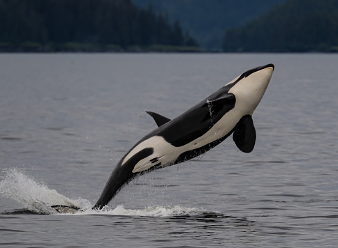 The orca (Orcinus orca), also called killer whale, is a toothed whale belonging to the oceanic dolphin family.  Prince William Sound; Alaska; Chugach National Forest;  Nellie Juan-College Fiord Wilderness Study Area; .Pacific Ocean; Gulf of Alaska. Resident population.  Breaching.