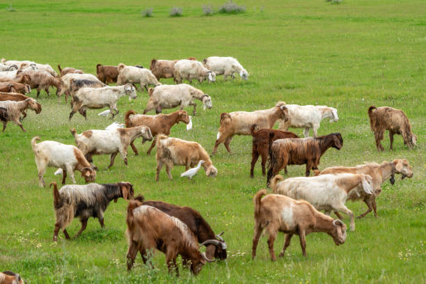 istock Cattle Egret and Goat feeding together in the pasture. 1657857637