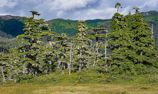 The Pacific temperate rainforests of western North America is the largest temperate rain forest region on the planet. Northern Pacific coastal forests are temperate coniferous forest ecoregion of the Pacific coast of North America. Sitka spruce (Picea sitchensis), western hemlock (Tsuga heterophylla), and mountain hemlock (Tsuga mertensiana). Alaska; Chugach National Forest;  Nellie Juan-College Fiord Wilderness Study Area;
