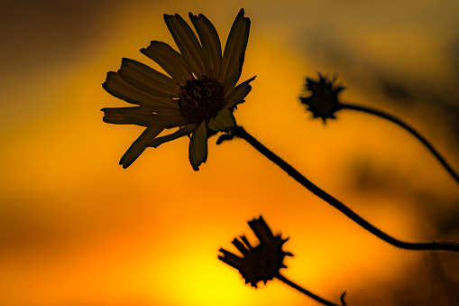 Silhouette of Wild Daisy. Orange sunset background. Three flowers total.
