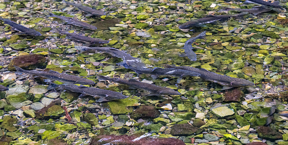 A humpback salmon (Pink) swims perpendicular to a waterfall to access slower waters on Friday, Sept. 17, 2021 at Lunch Creek in Ketchikan, Alaska.