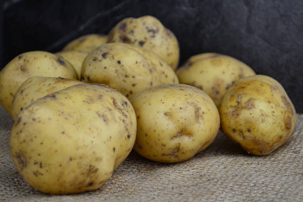 istock a large young potato lies on the table 1657859338