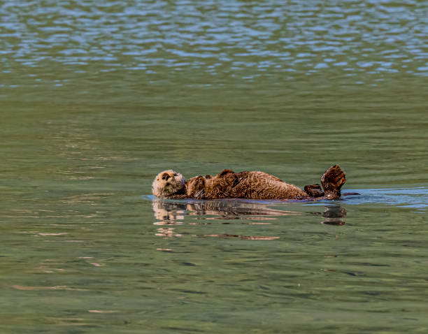 The sea otter (Enhydra lutris) is a marine mammal native to the coasts of the northern and eastern North Pacific Ocean. Prince William Sound; Alaska; Chugach National Forest; Nellie Juan-College Fiord Wilderness Study Area; Pacific Ocean; Gulf of Alaska. Ice la nutria marina (enhydra lutris) es un mamífero marino nativo de las costas del norte y este del océano pacífico norte. prince william sound; alaska; bosque nacional chugach; nellie juan-college ford wilderness study area; golfo de alaska. hielo