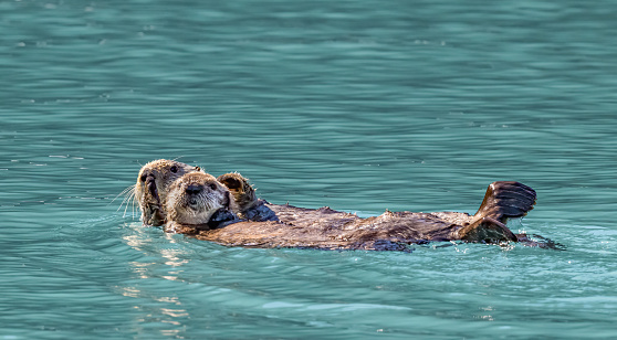 The sea otter (Enhydra lutris) is a marine mammal native to the coasts of the northern and eastern North Pacific Ocean.  Prince William Sound; Alaska; Chugach National Forest;  Nellie Juan-College Fiord Wilderness Study Area; Pacific Ocean; Gulf of Alaska. Ice