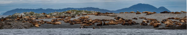 The Steller sea lion, Eumetopias jubatus, also known as Steller's sea lion or the northern sea lion is a large, near-threatened species of sea lion, predominantly found in the coastal marine habitats of the northeast Pacific Ocean and the Pacific Northwest regions of North America. Prince William Sound; Alaska; Chugach National Forest; Nellie Juan-College Fiord Wilderness Study Area; hauled out on a rocky island. el león marino de steller, eumetopias jubatus, también conocido como león marino de steller o león marino del norte es una especie grande y casi amenazada de león marino, que se encuentra predominantemente en los hábitats marinos costeros del noreste