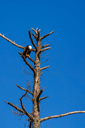 Adult bald eagle (Haliaeetus leuocephalus) perched in a pine tree with head down looking at the ground, vertical
