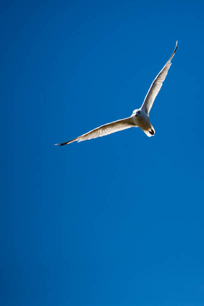 Ring-billed Gull flying under a blue sky with copy space, vertical