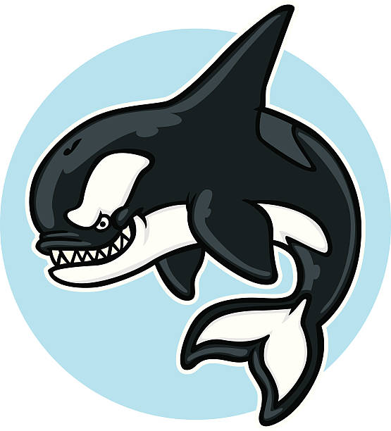 172 Killer Whale Teeth Illustrations & Clip Art - iStock | Baleen whale