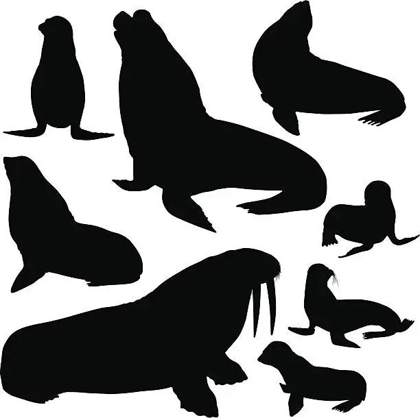 Vector illustration of Seals, Sea Lions and Walrus Silhouettes
