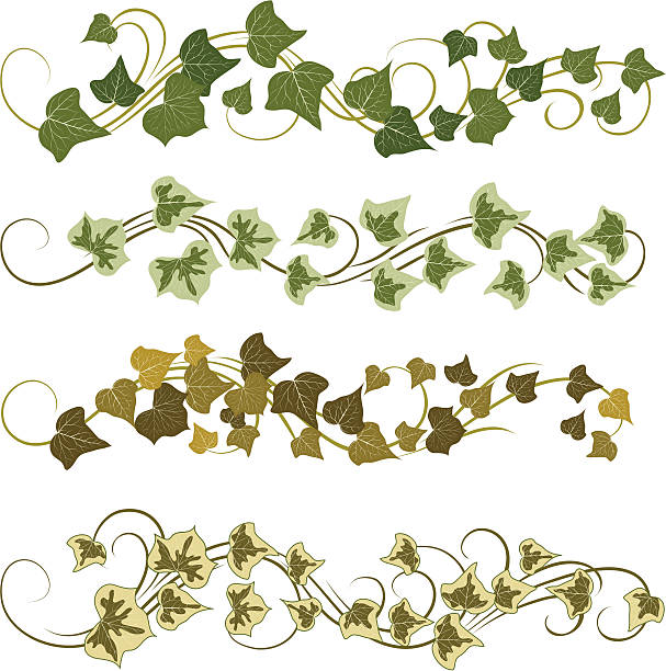 плющ - ivy vine leaf frame stock illustrations
