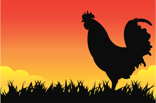 vector file of rooster