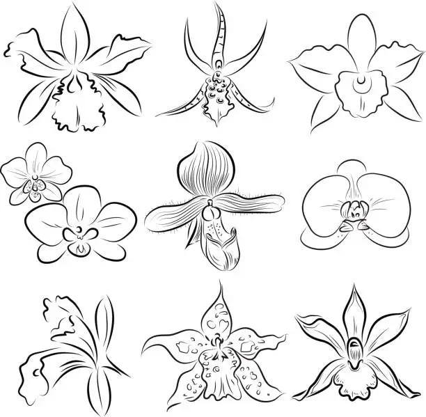 Vector illustration of Orchids