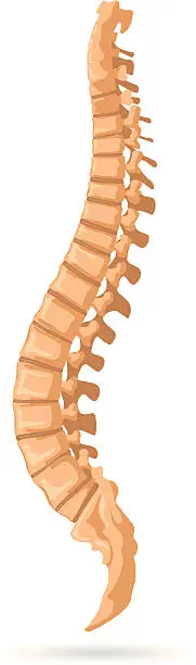 Vector illustration of Spine bones