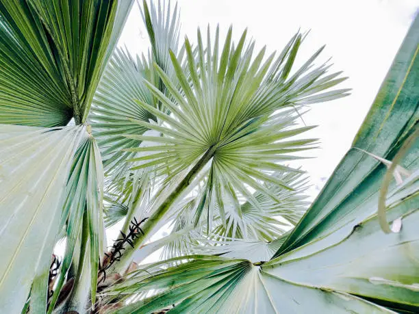 Photo of Silver Fan Palm