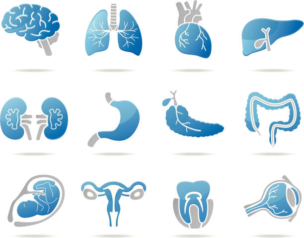 illustrations, cliparts, dessins animés et icônes de organes humains icônes - renal vein