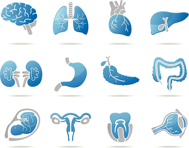 Human organs icons Set of human anatomy parts: brain, liver, heart, human internal organ illustrations stock illustrations