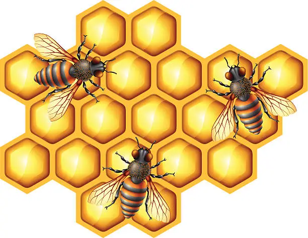 Vector illustration of Bees with Honeycomb