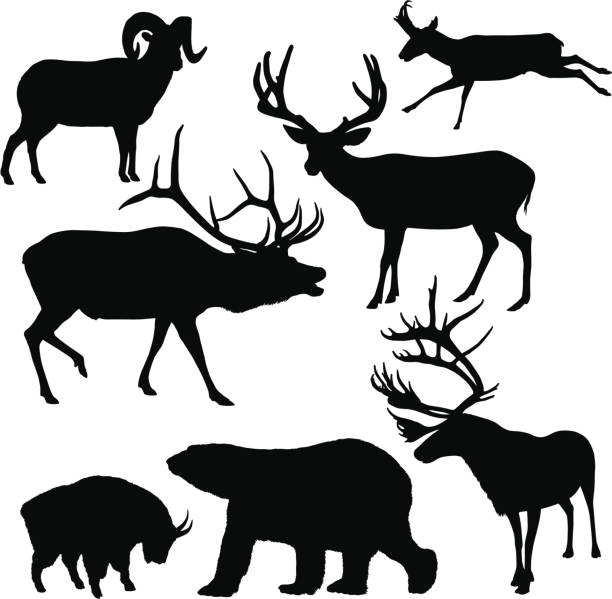 große mit pfoten silhouetten - bighorn sheep stock-grafiken, -clipart, -cartoons und -symbole