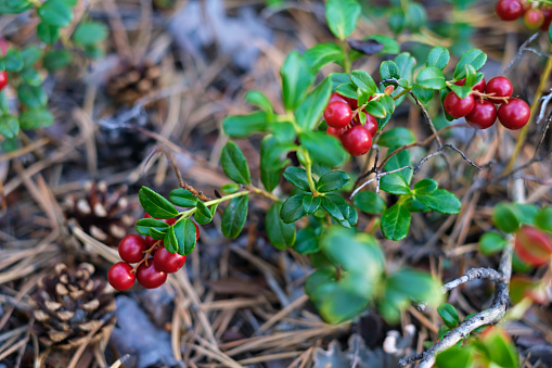 lingonberry branches growing in the forest close up.