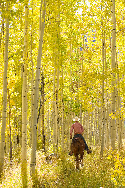 rocky mountain życia - autumn journey travel destinations cowboy zdjęcia i obrazy z banku zdjęć