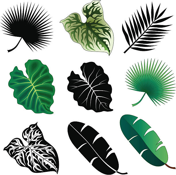 tropical leaves Vector illustrations of tropical leaves in black and white and in color. taro leaf stock illustrations