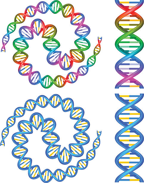 dna spirale - dna helix spiral color image stock-grafiken, -clipart, -cartoons und -symbole