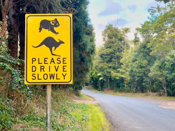 Tourist woman jumping on an Australian road. Kangaroo traffic sing and blue sky are behind her.